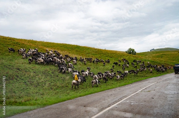 Fototapeta Herd of cattle grazing on a hillside near a road on an overcast day.