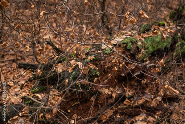 Fototapeta Enchanting Autumn Forest with Golden Foliage