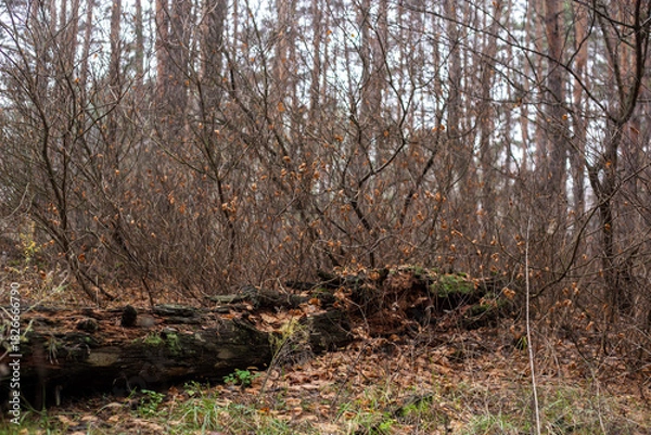 Fototapeta Enchanting Autumn Forest with Golden Foliage