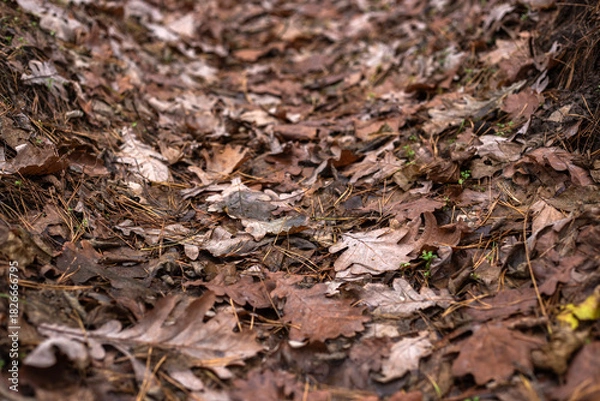 Fototapeta Enchanting Autumn Forest with Golden Foliage