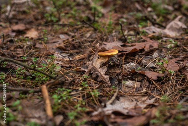 Fototapeta Enchanting Autumn Forest with Golden Foliage