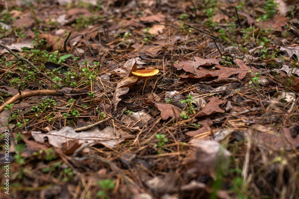 Fototapeta Enchanting Autumn Forest with Golden Foliage
