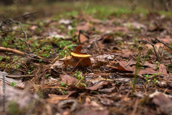 Fototapeta Enchanting Autumn Forest with Golden Foliage