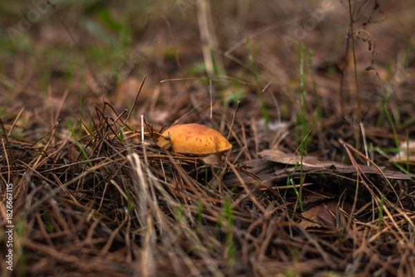Fototapeta Enchanting Autumn Forest with Golden Foliage