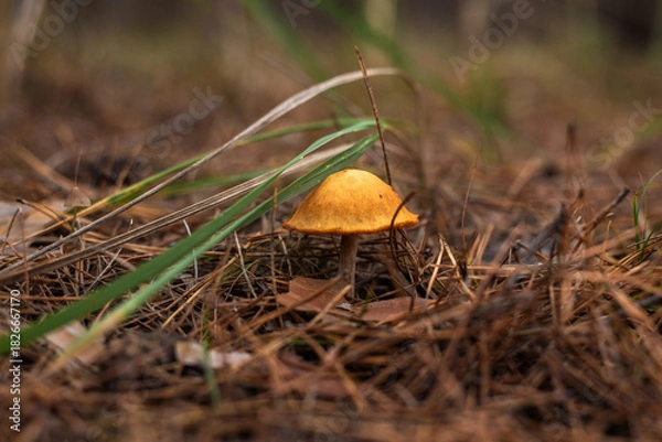 Fototapeta Enchanting Autumn Forest with Golden Foliage