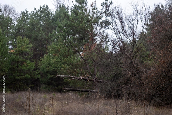 Fototapeta Enchanting Autumn Forest with Golden Foliage