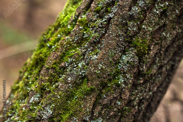Fototapeta Enchanting Autumn Forest with Golden Foliage