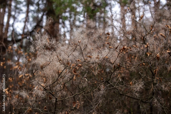 Fototapeta Enchanting Autumn Forest with Golden Foliage