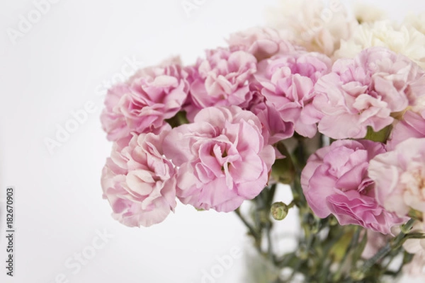 Fototapeta Carnation