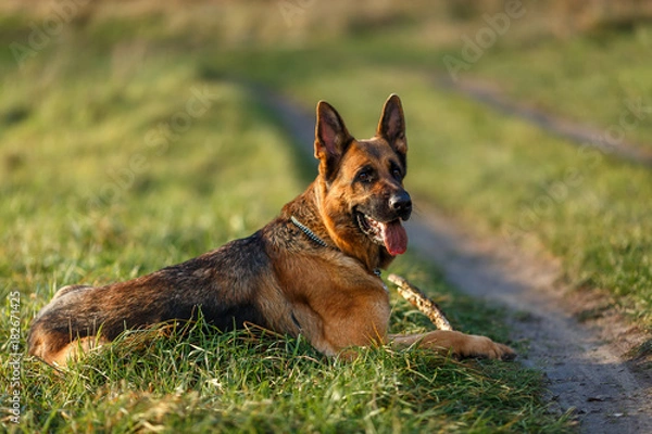 Fototapeta Немецкая овчарка на прогулке