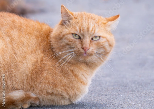 Fototapeta a ginger cat sitting