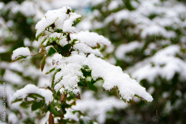 Obraz green leaves under the first snow