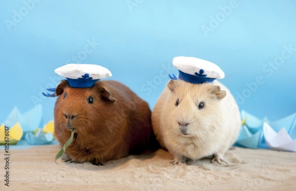 Obraz Морские свинки