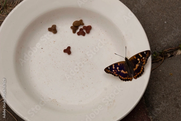 Obraz A bright butterfly landed on a plate of cat food.