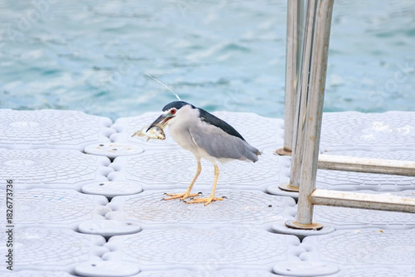 Obraz Black-crowned Night Heron with Fresh Catch on Dock