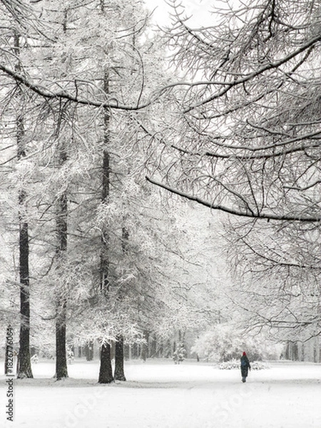 Fototapeta it is snowing heavily in the park, large flakes of snow are slowly falling on tree branches, people are walking dogs, elderly people are doing Nordic walking with sticks