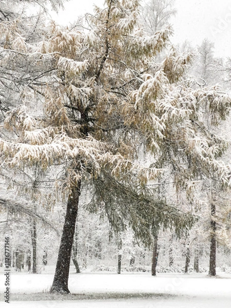 Fototapeta it is snowing heavily in the park, large flakes of snow are slowly falling on tree branches, no people, nobody