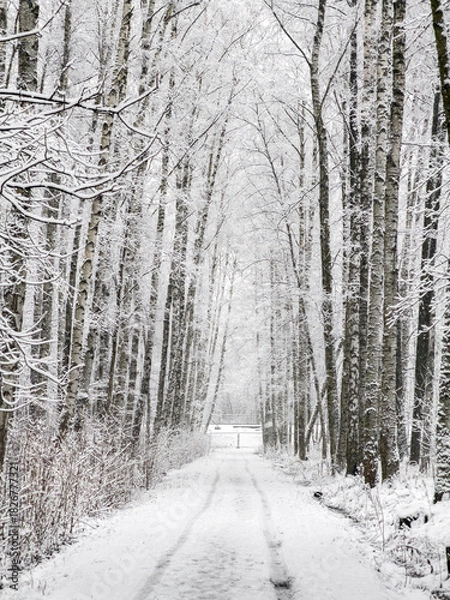 Fototapeta it is snowing heavily in the park, large flakes of snow are slowly falling on tree branches, no people, nobody