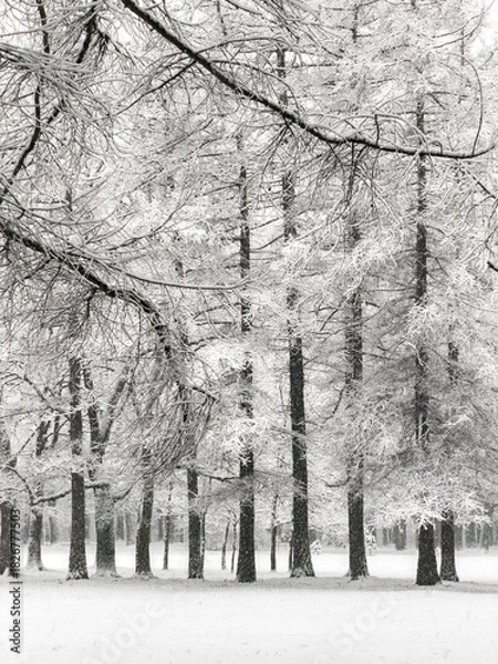 Fototapeta it is snowing heavily in the park, large flakes of snow are slowly falling on tree branches, no people, nobody