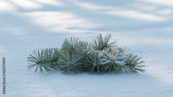 Fototapeta Pine branch with fresh snow on a cold winter day.