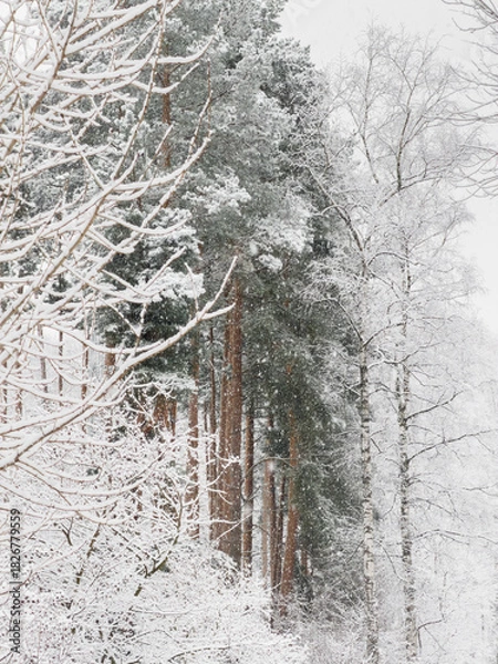 Fototapeta it is snowing heavily in the park, large flakes of snow are slowly falling on tree branches, no people, nobody