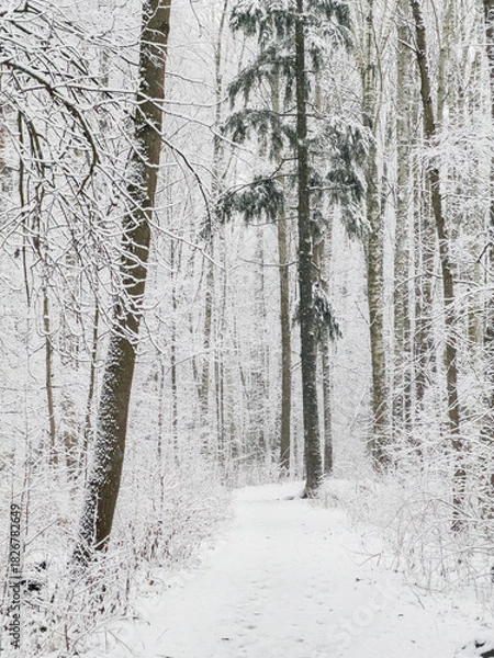 Fototapeta it is snowing heavily in the park, large flakes of snow are slowly falling on tree branches, no people, nobody
