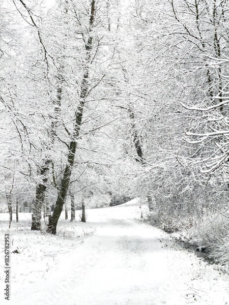 Fototapeta it is snowing heavily in the park, large flakes of snow are slowly falling on tree branches, no people, nobody