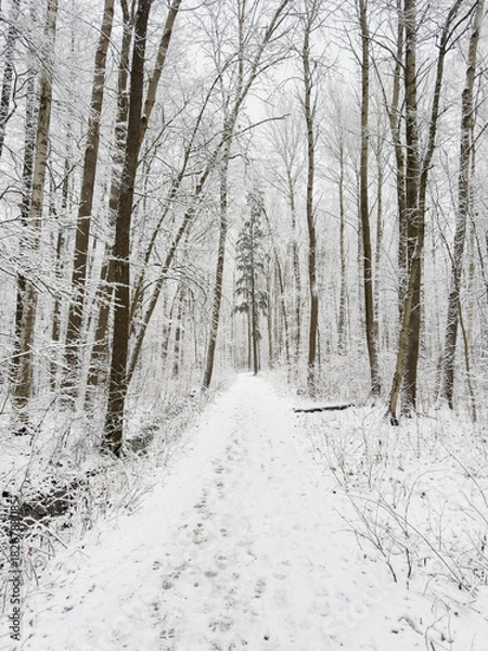 Fototapeta it is snowing heavily in the park, large flakes of snow are slowly falling on tree branches, no people, nobody