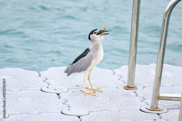 Fototapeta Black-crowned Night Heron Swallowing a Fish on a Floating Dock