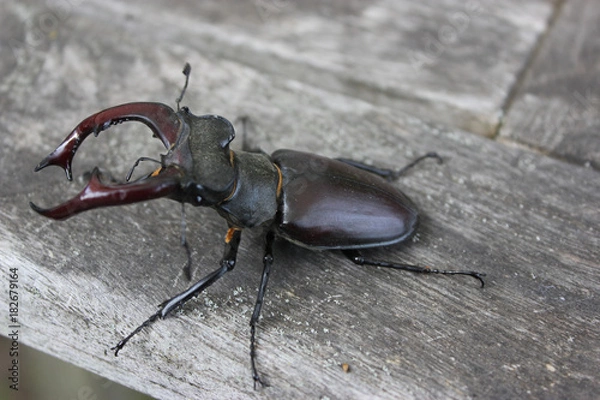 Fototapeta Hirschkäfer