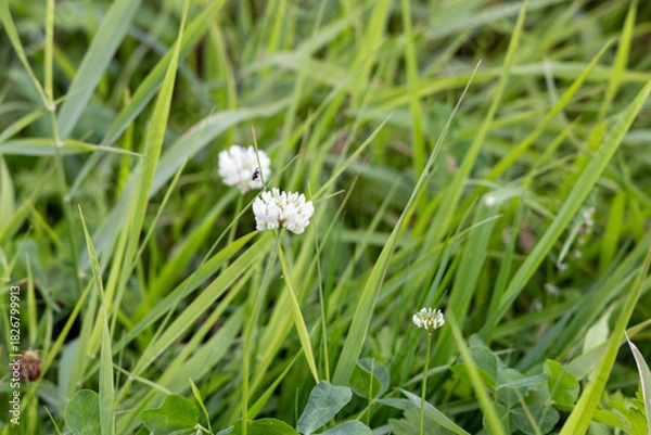 Obraz Small white flower in the autumn garden