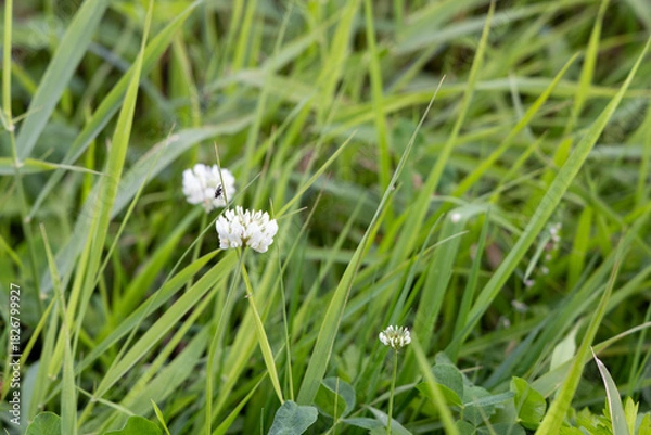 Obraz Small white flower in the autumn garden