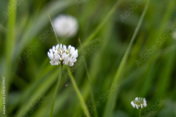 Obraz Small white flower in the autumn garden