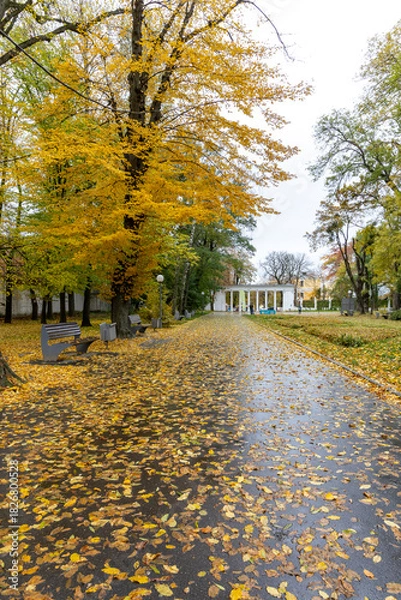 Obraz A rainy autumn day in the city park