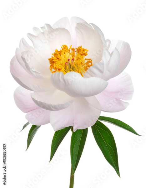 Obraz Close-up of a delicate white peony bloom, detailed petals, green leaves, on black background
