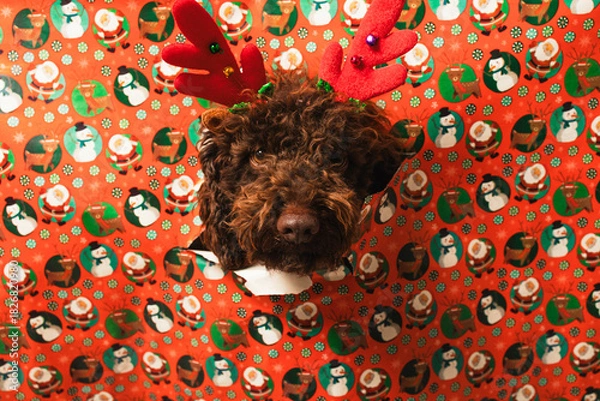 Obraz Funny dog wearing reindeer antlers breaking christmas wrapping paper
