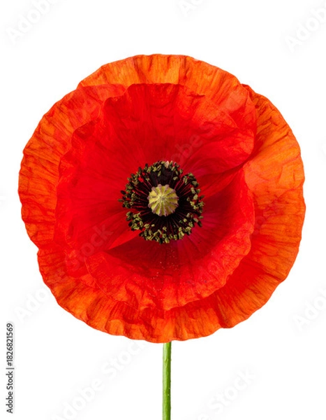 Obraz Close-up of a vibrant red poppy, showcasing delicate petals and intricate details