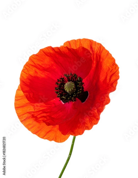 Obraz Close-up of a vibrant red poppy flower, isolated against a stark black background