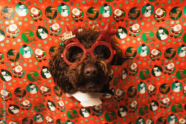 Obraz Dog wearing christmas glasses appearing through wrapping paper