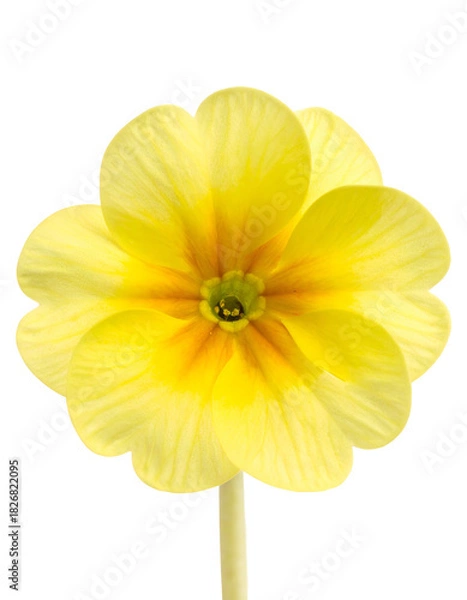 Obraz Close-up of a bright, vibrant, and sunny yellow primrose flower, isolated against black