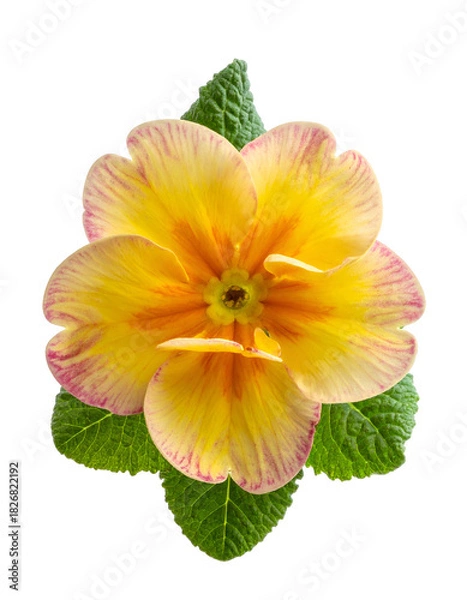Obraz Close-up of a vibrant yellow flower with pink edges, green leaves on black background