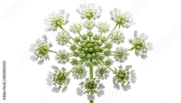 Obraz Close-up of delicate white flower, its clustered florets radiating outward against dark background