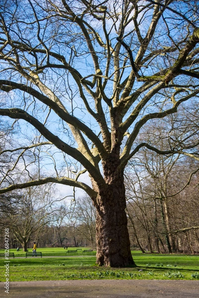 Obraz Ein Baum im Herbst