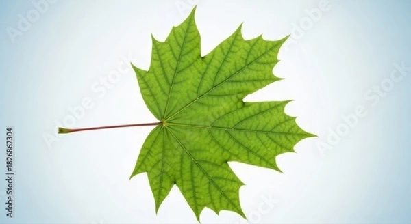 Obraz Solo vibrant green maple leaf with a striking red stem radiates natural beauty and organic freshness on a soft gradient background