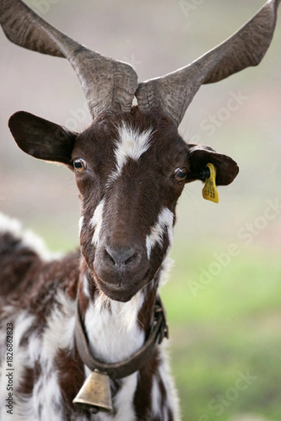 Fototapeta close up portrait of a goat with spiral horns and a bell 