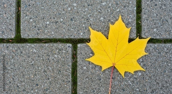 Fototapeta Vibrant yellow maple leaf rests gracefully on textured gray concrete pavement, showcasing nature's brilliant autumn beauty and peaceful seasonal change