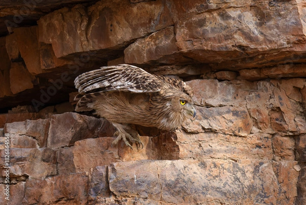 Obraz Riesen-Fischuhu beim Abflug aus einer Felswand im Ranthambhore Nationalpark, Indien