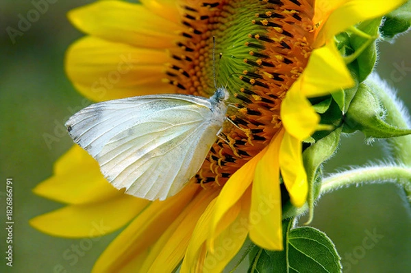 Obraz A white butterfly feeds on a blooming sunflower, captured in vibrant macro detail with soft colors and a natural background.