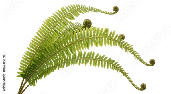 Fototapeta Fresh green fern fronds isolated PNG, tropical plant with fiddleheads on transparent background for botanical design and natural decoration