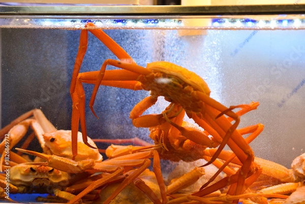 Obraz A crab is in a tank with other crabs. The tank is blue. The crab is orange